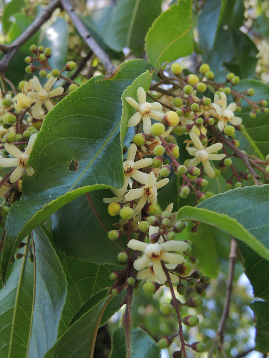Lecythidaceae Cariniana estrellensis
