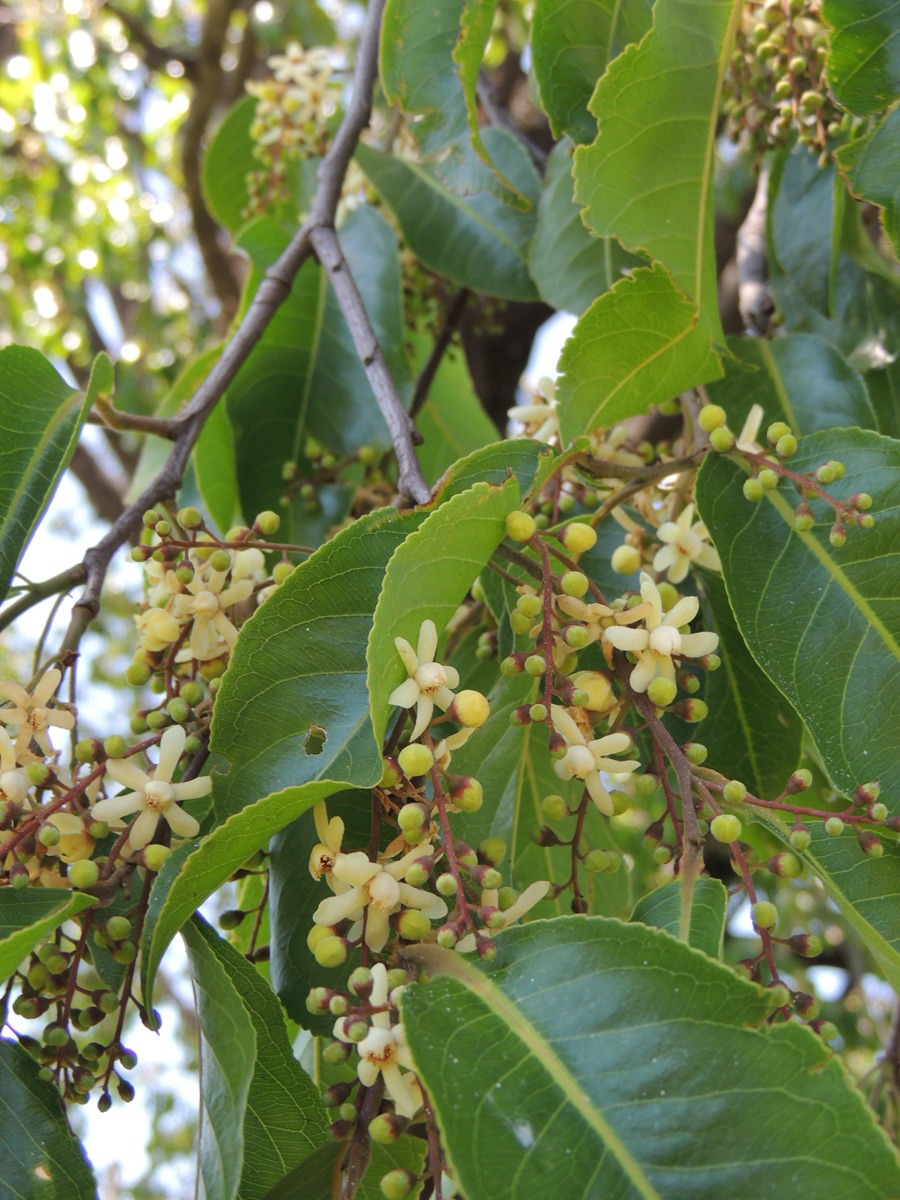 Lecythidaceae Cariniana estrellensis