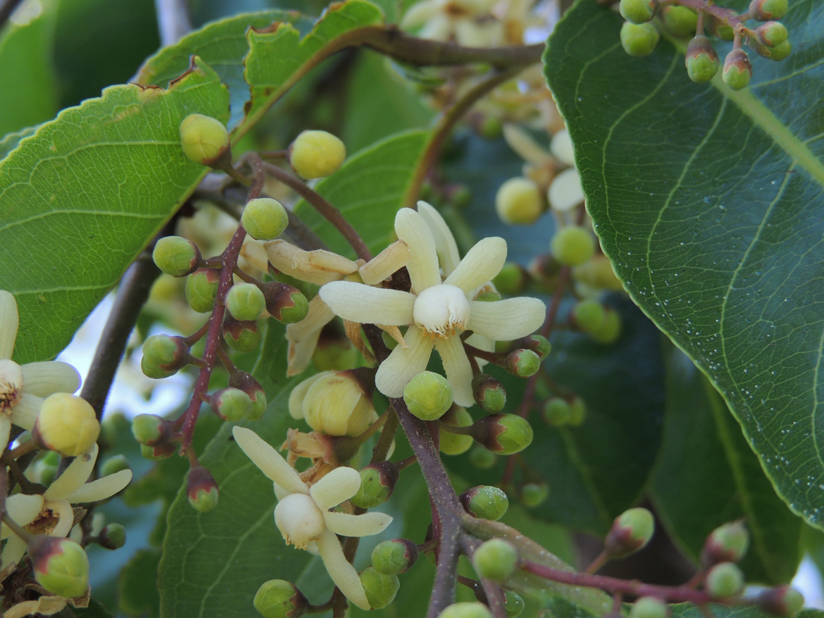 Lecythidaceae Cariniana estrellensis