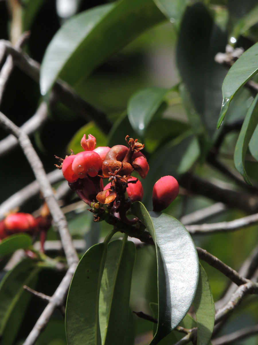 Clusiaceae Symphonia globulifera