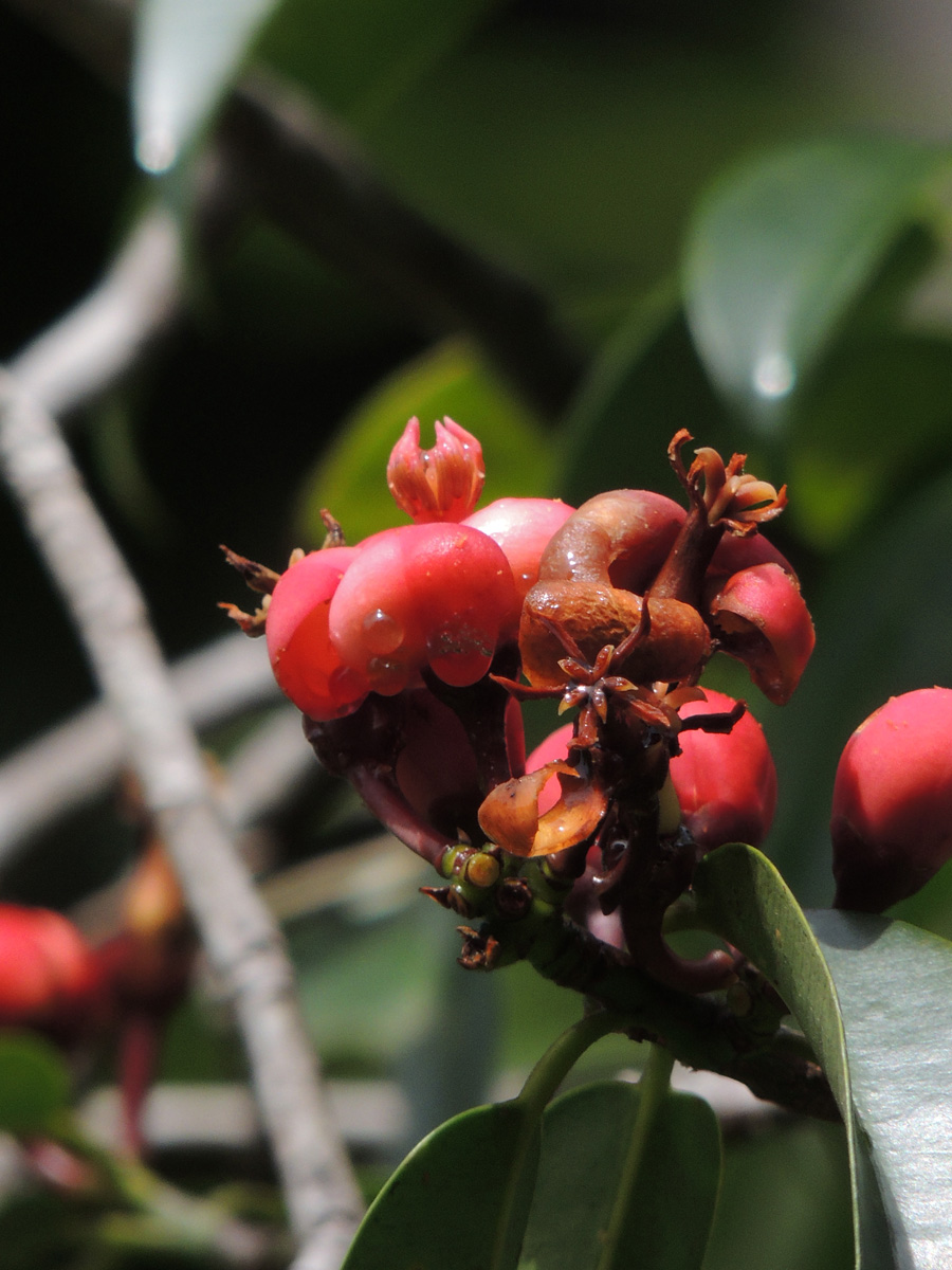 Clusiaceae Symphonia globulifera