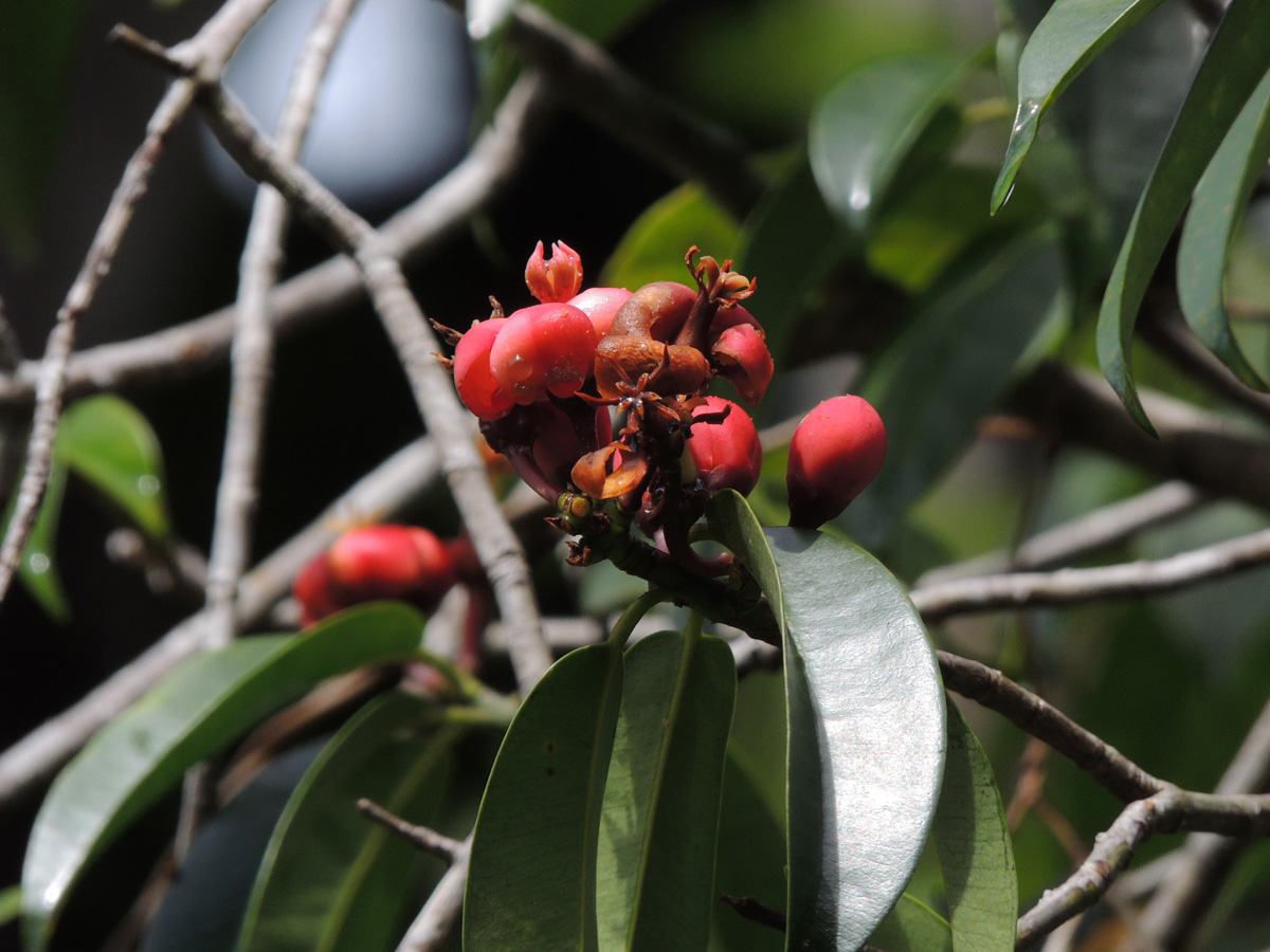 Clusiaceae Symphonia globulifera
