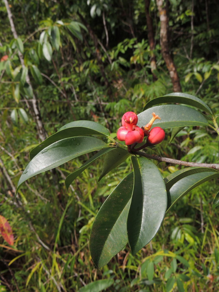 Clusiaceae Symphonia globulifera