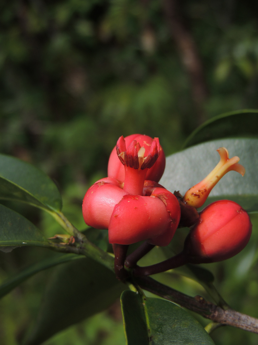 Clusiaceae Symphonia globulifera