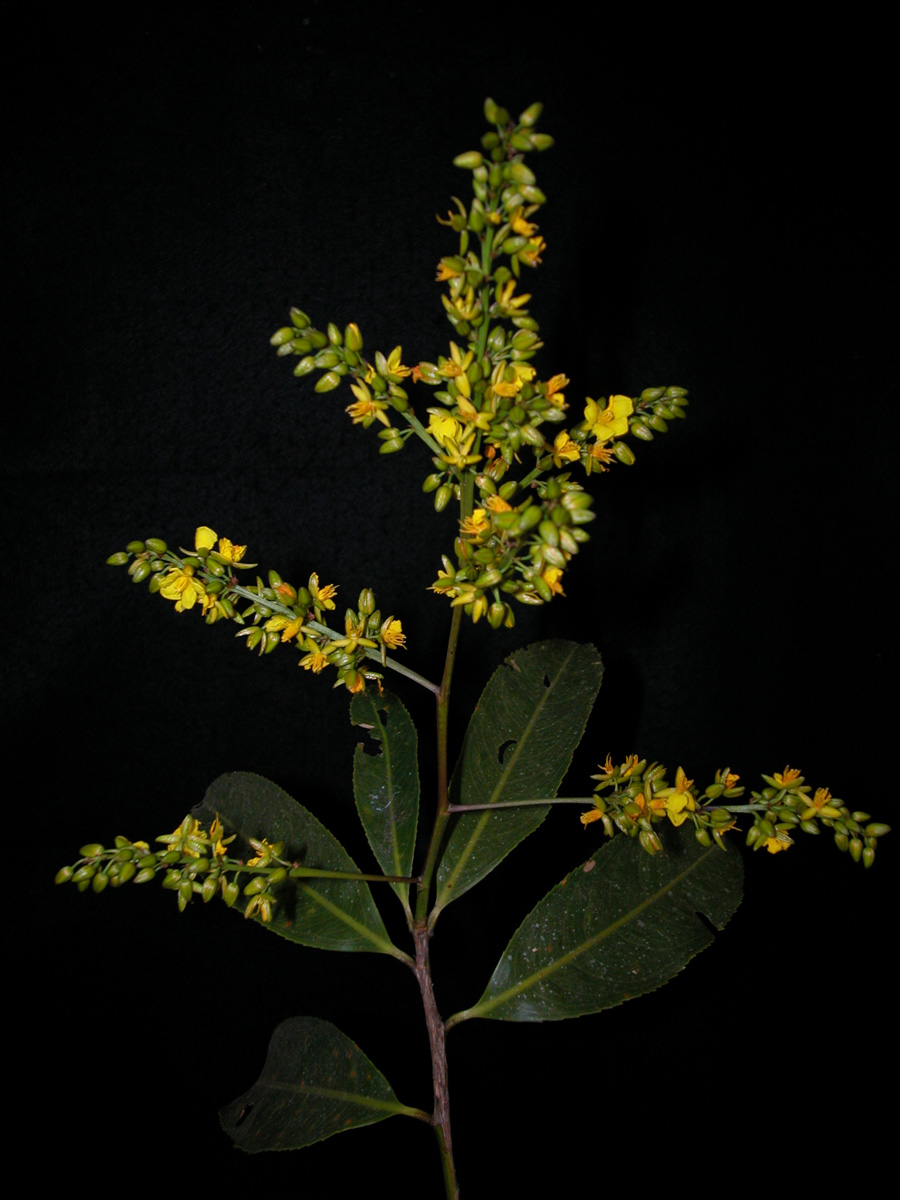 Ochnaceae Ouratea castaneifolia