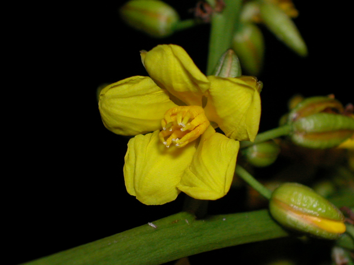 Ochnaceae Ouratea castaneifolia