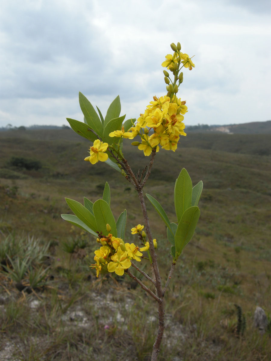 Ochnaceae Ouratea floribunda