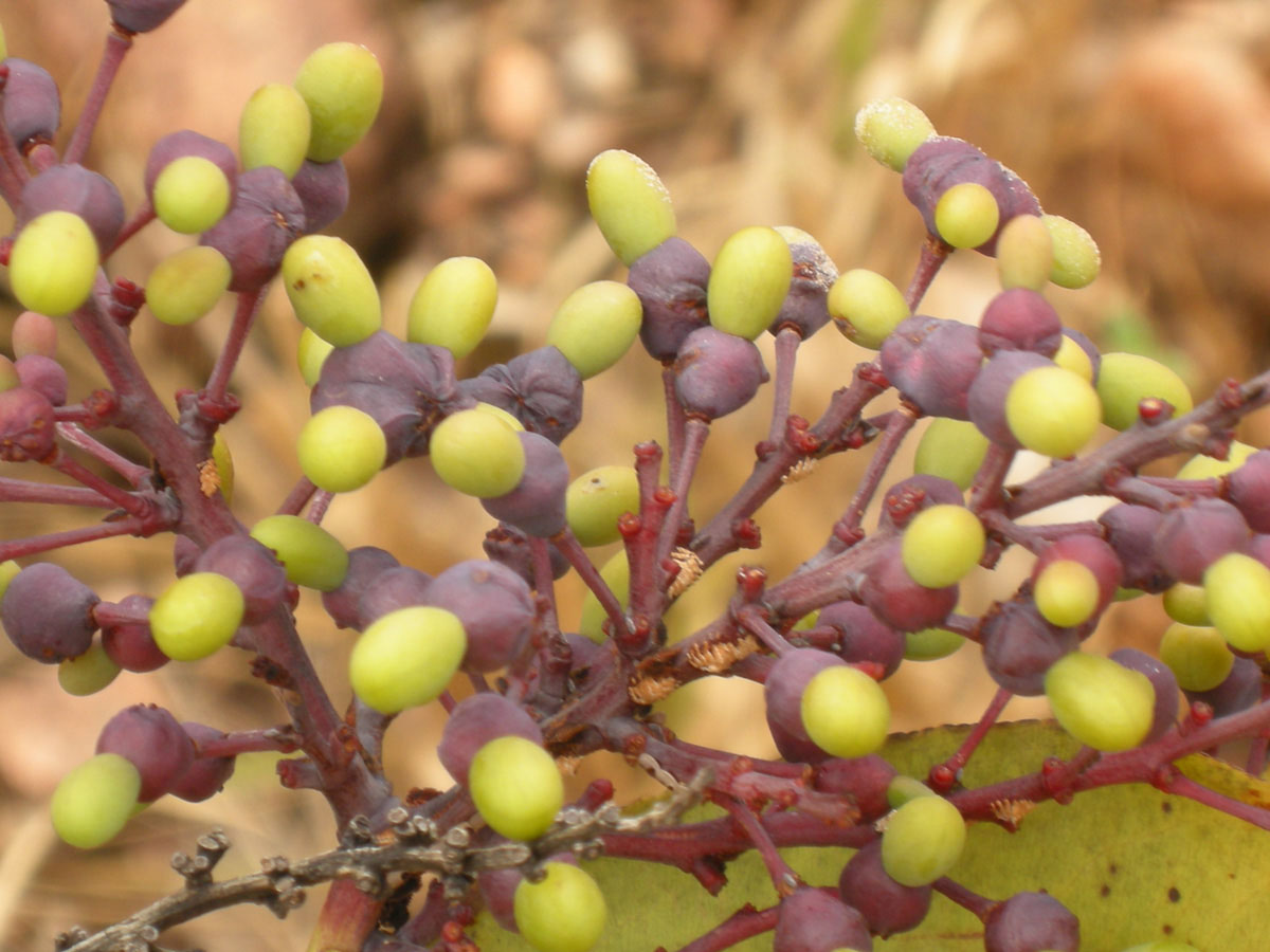 Ochnaceae Ouratea hexasperma