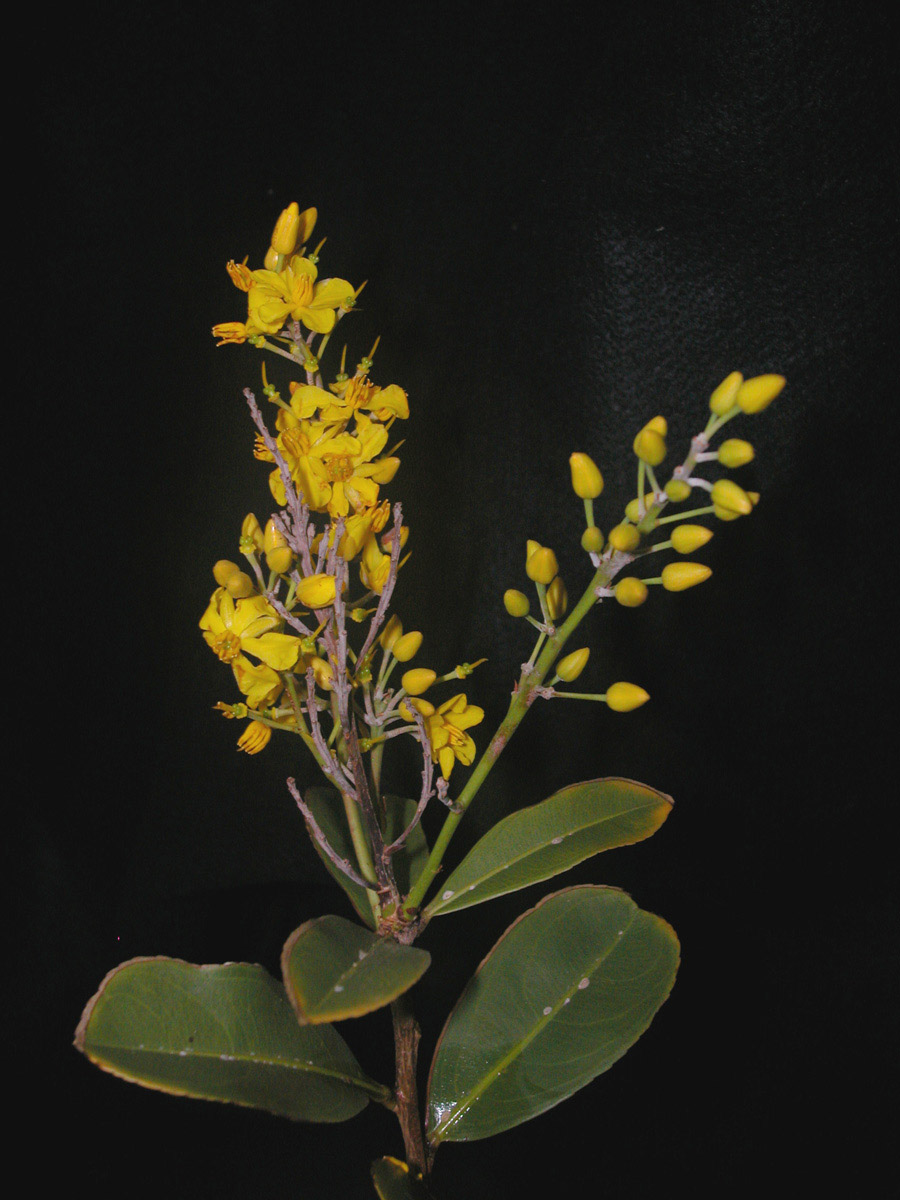 Ochnaceae Ouratea humilis