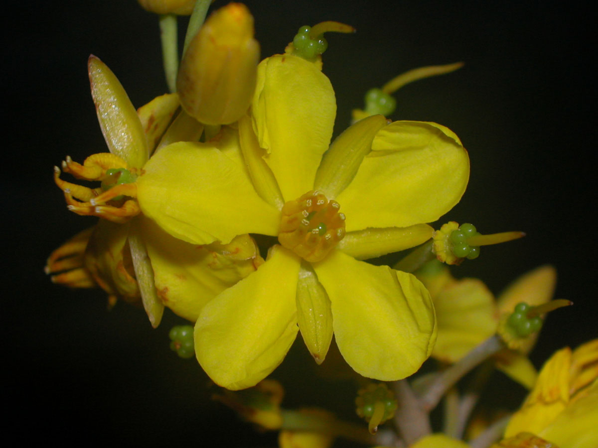 Ochnaceae Ouratea humilis