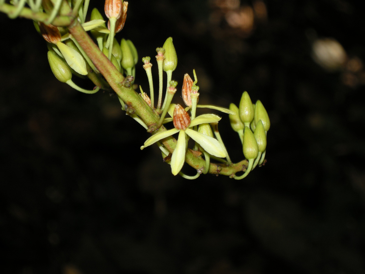 Ochnaceae Ouratea odora