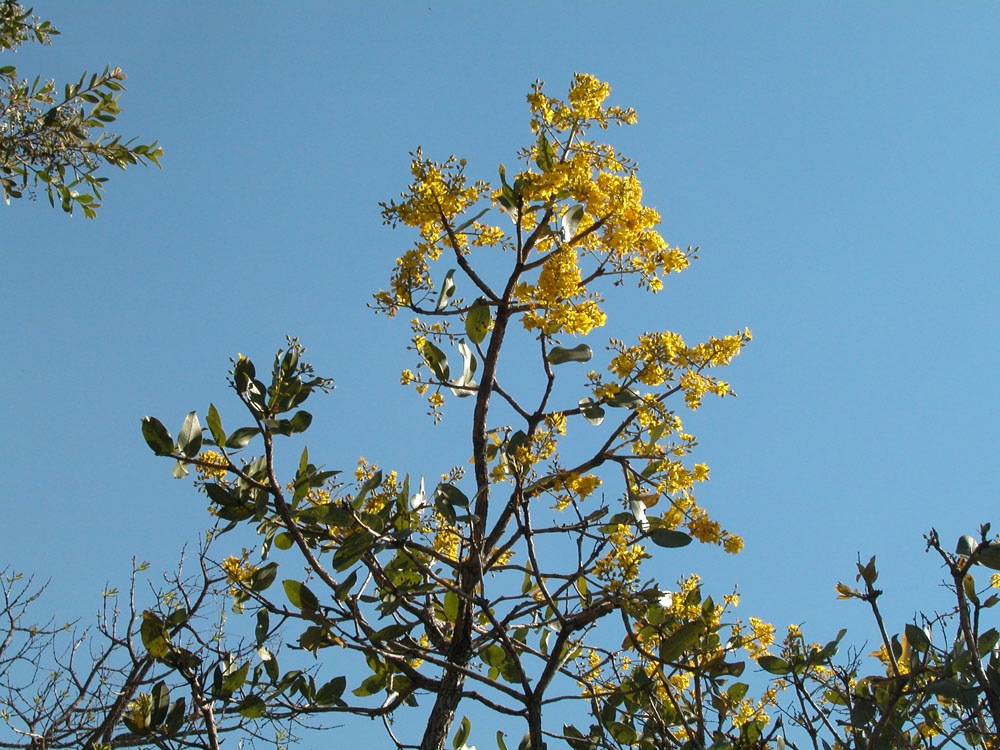 Ochnaceae Ouratea spectabilis