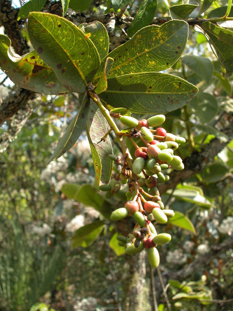 Ochnaceae Ouratea spectabilis