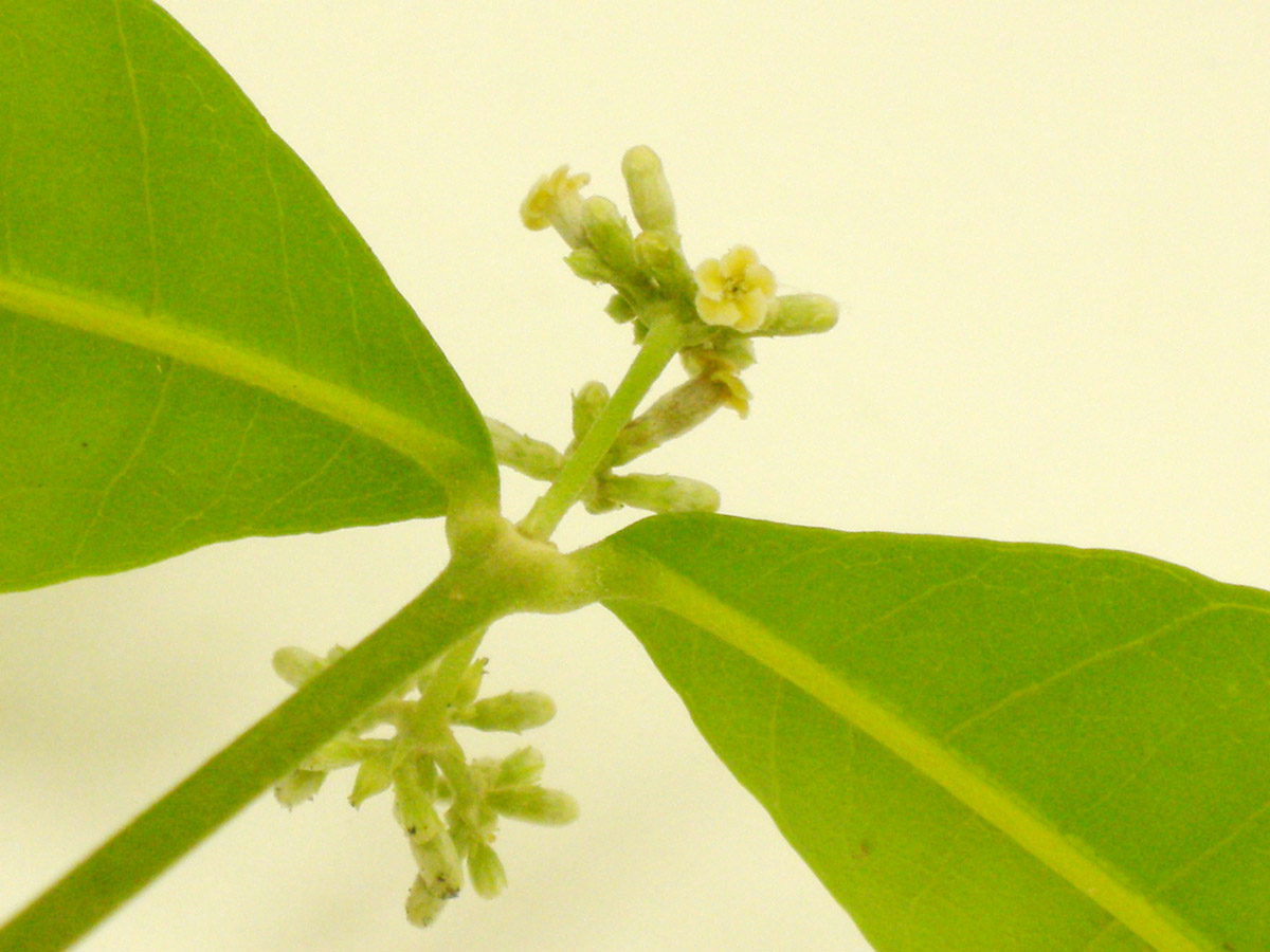 Apocynaceae Microplumeria anomala