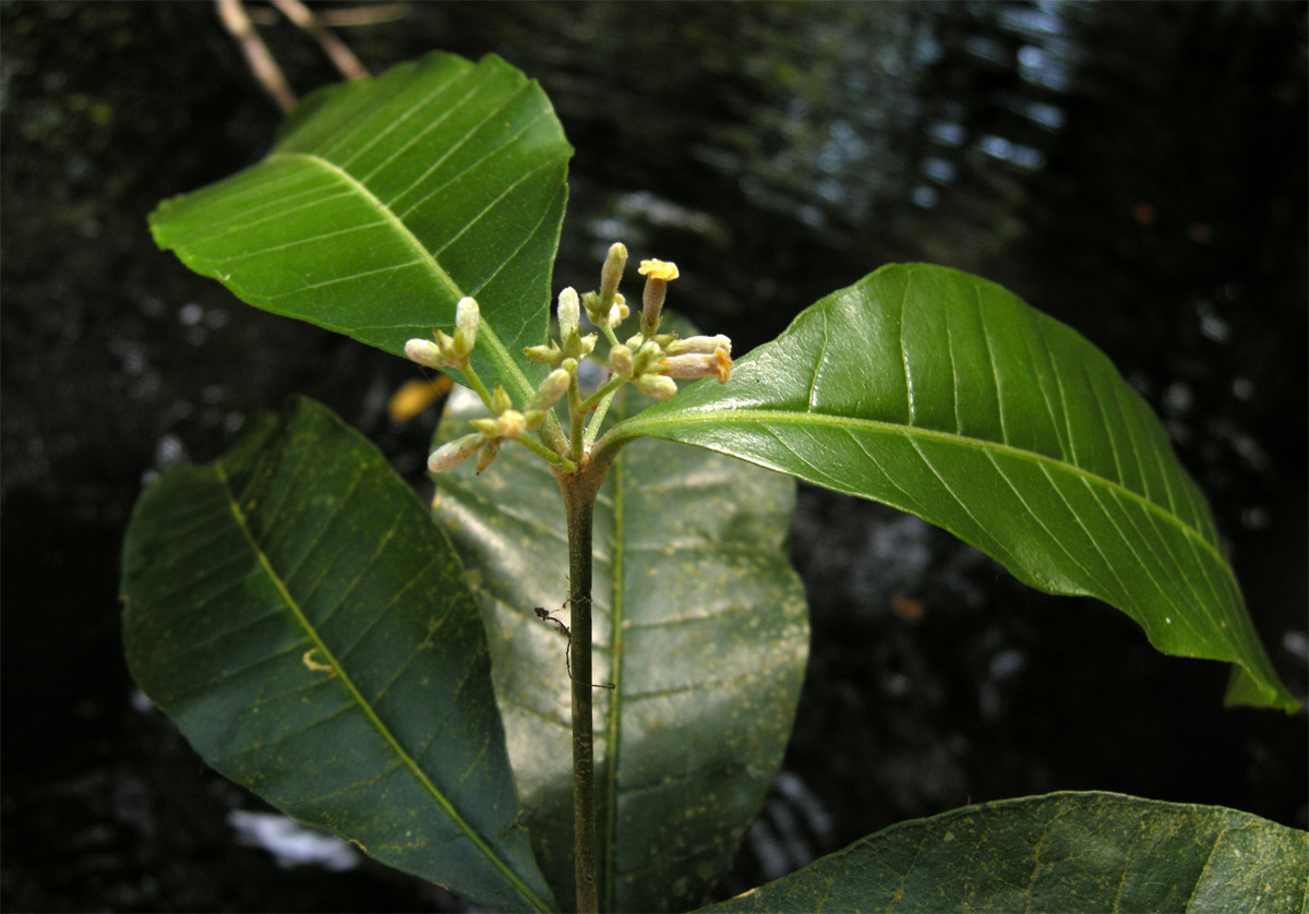 Apocynaceae Microplumeria anomala