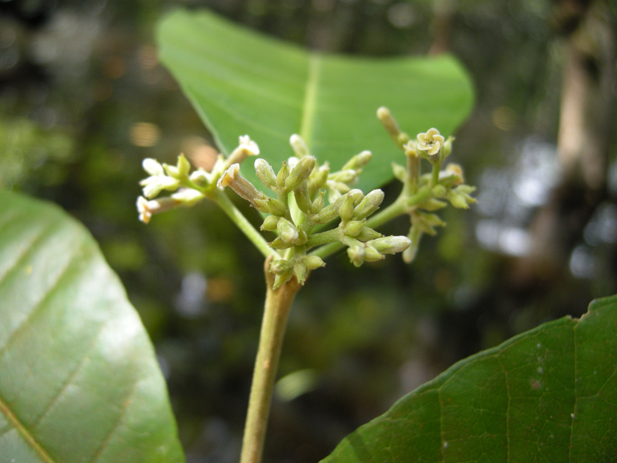 Apocynaceae Microplumeria anomala