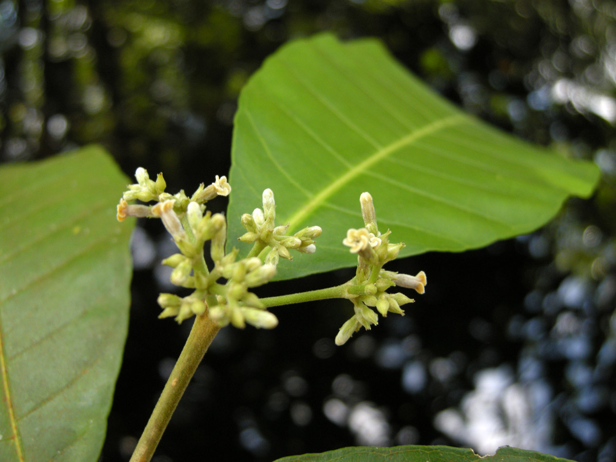 Apocynaceae Microplumeria anomala