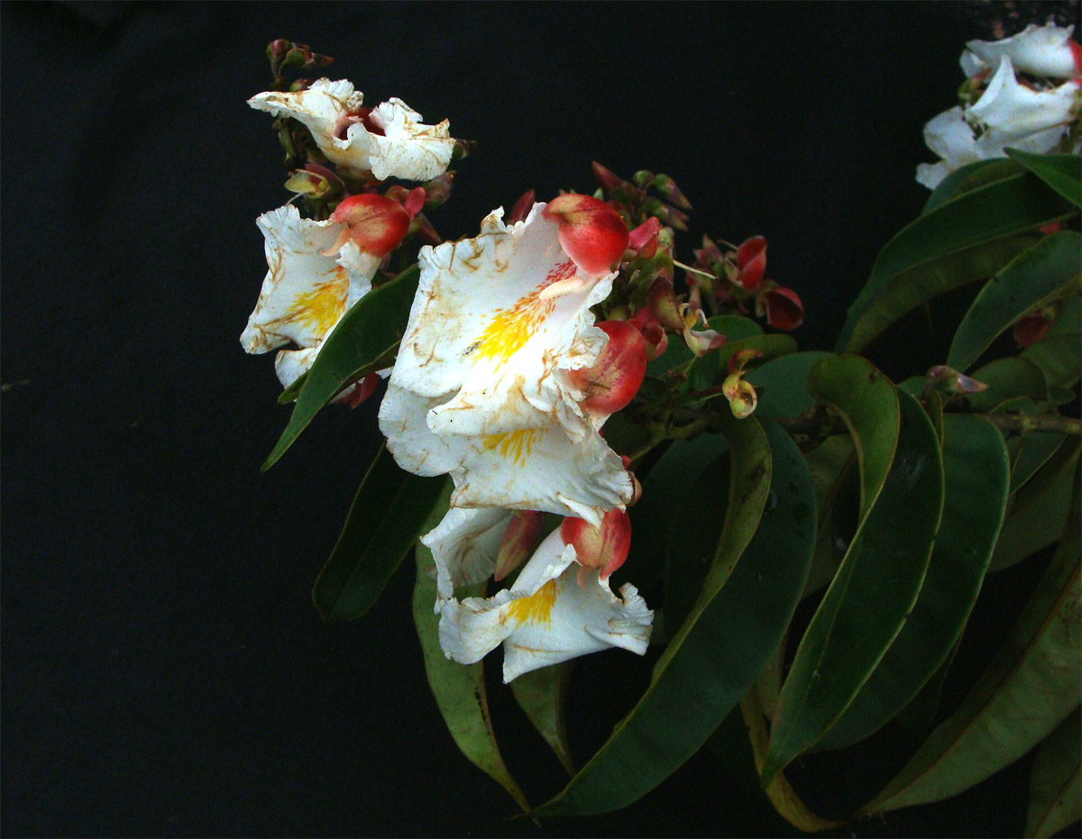 Vochysiaceae Qualea acuminata