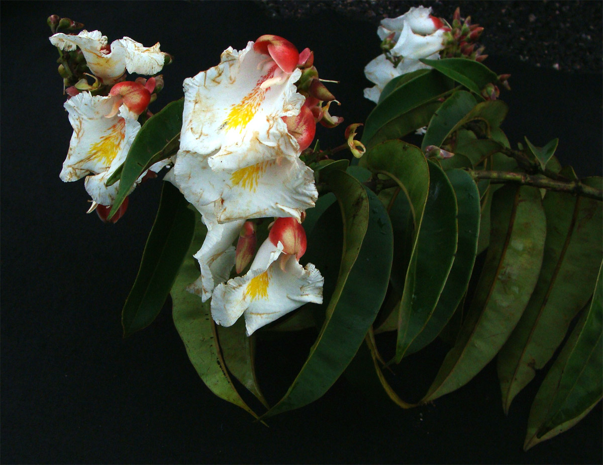 Vochysiaceae Qualea acuminata