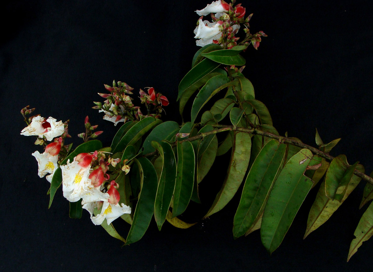 Vochysiaceae Qualea acuminata