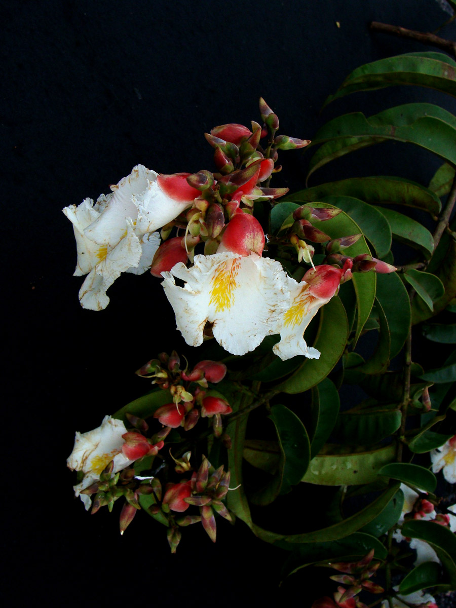 Vochysiaceae Qualea acuminata
