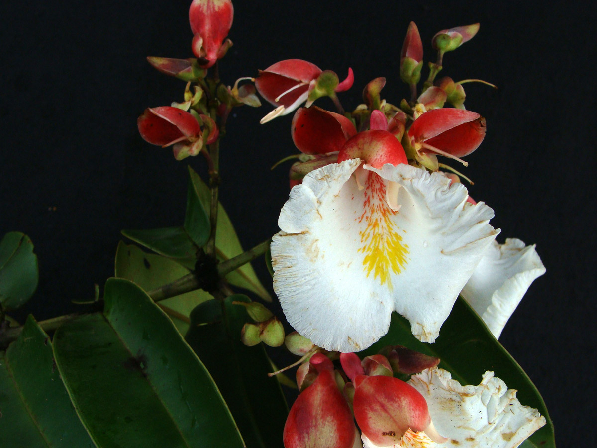 Vochysiaceae Qualea acuminata
