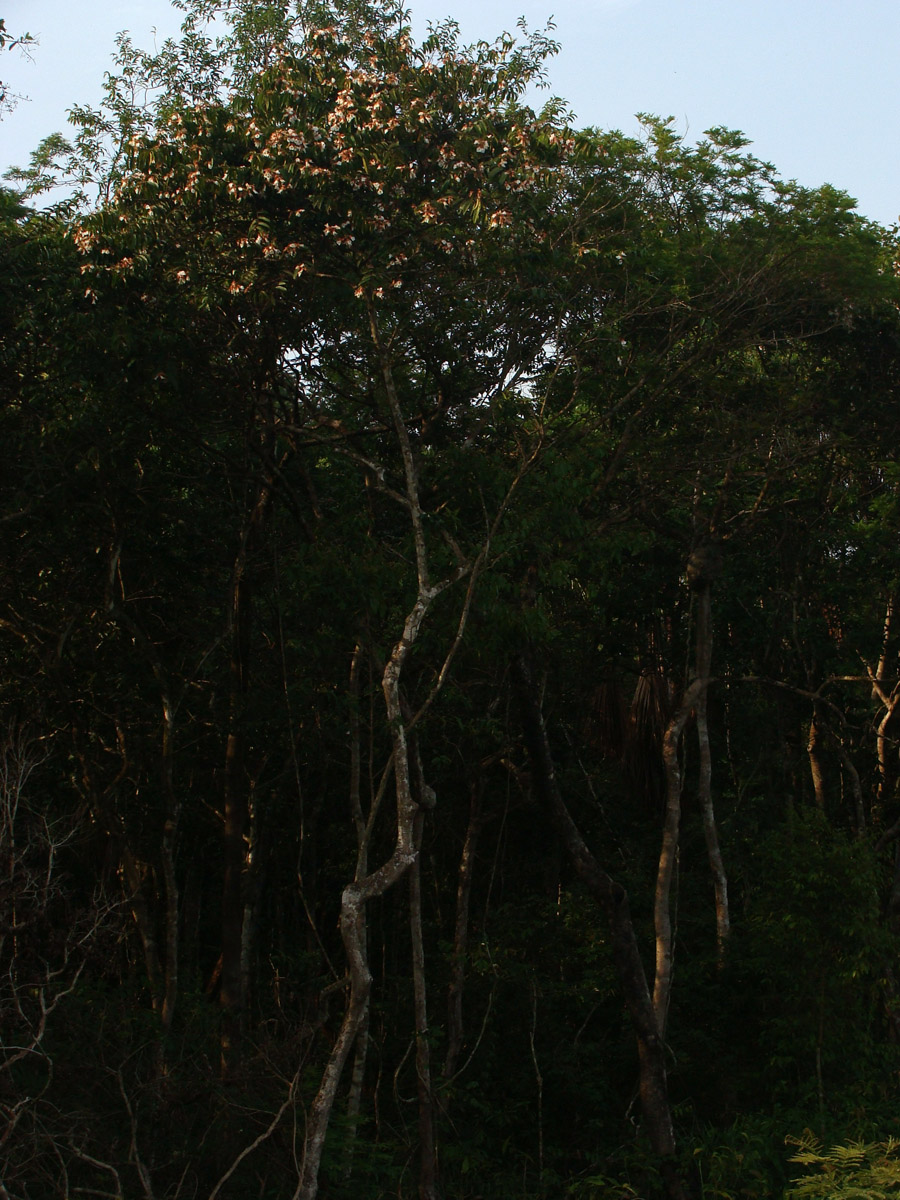 Vochysiaceae Qualea acuminata