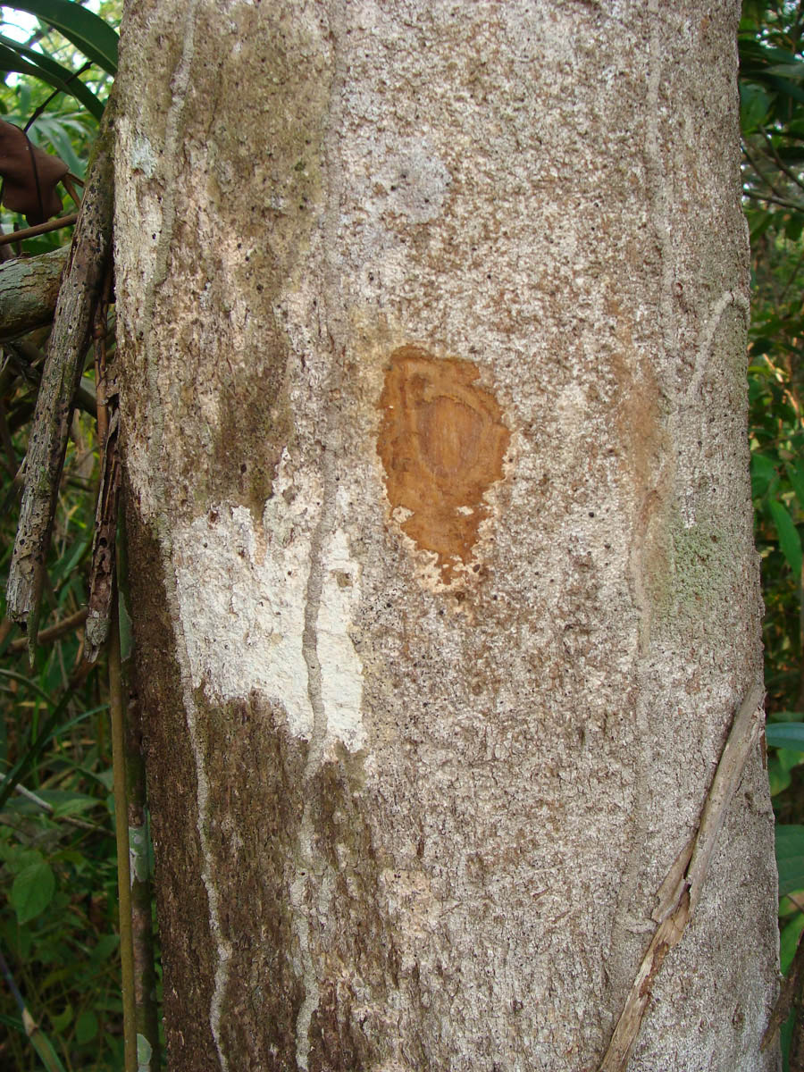 Vochysiaceae Qualea acuminata