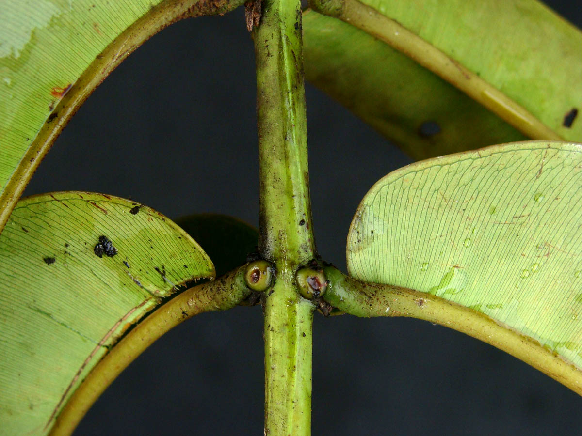 Vochysiaceae Qualea acuminata