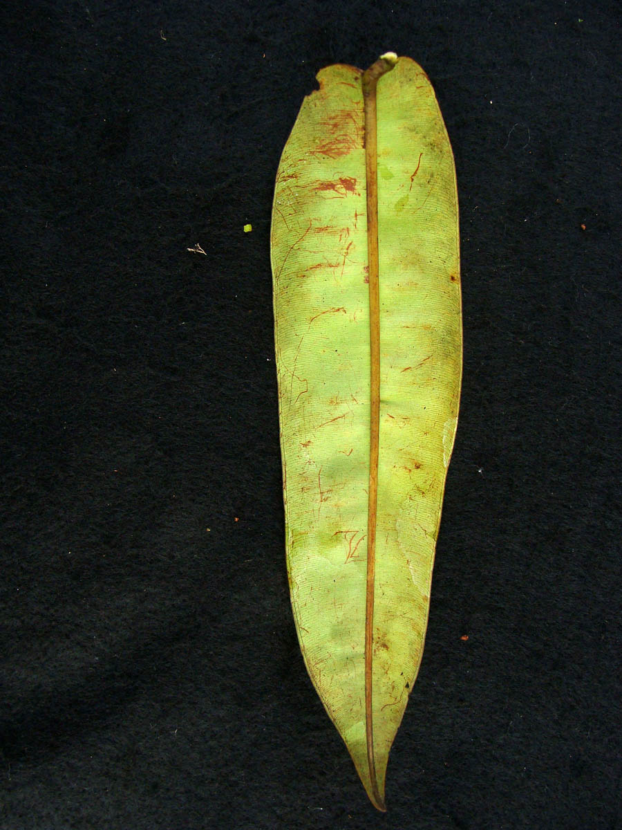 Vochysiaceae Qualea acuminata