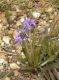 image of Chresta plantaginifolia