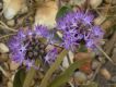 image of Chresta plantaginifolia