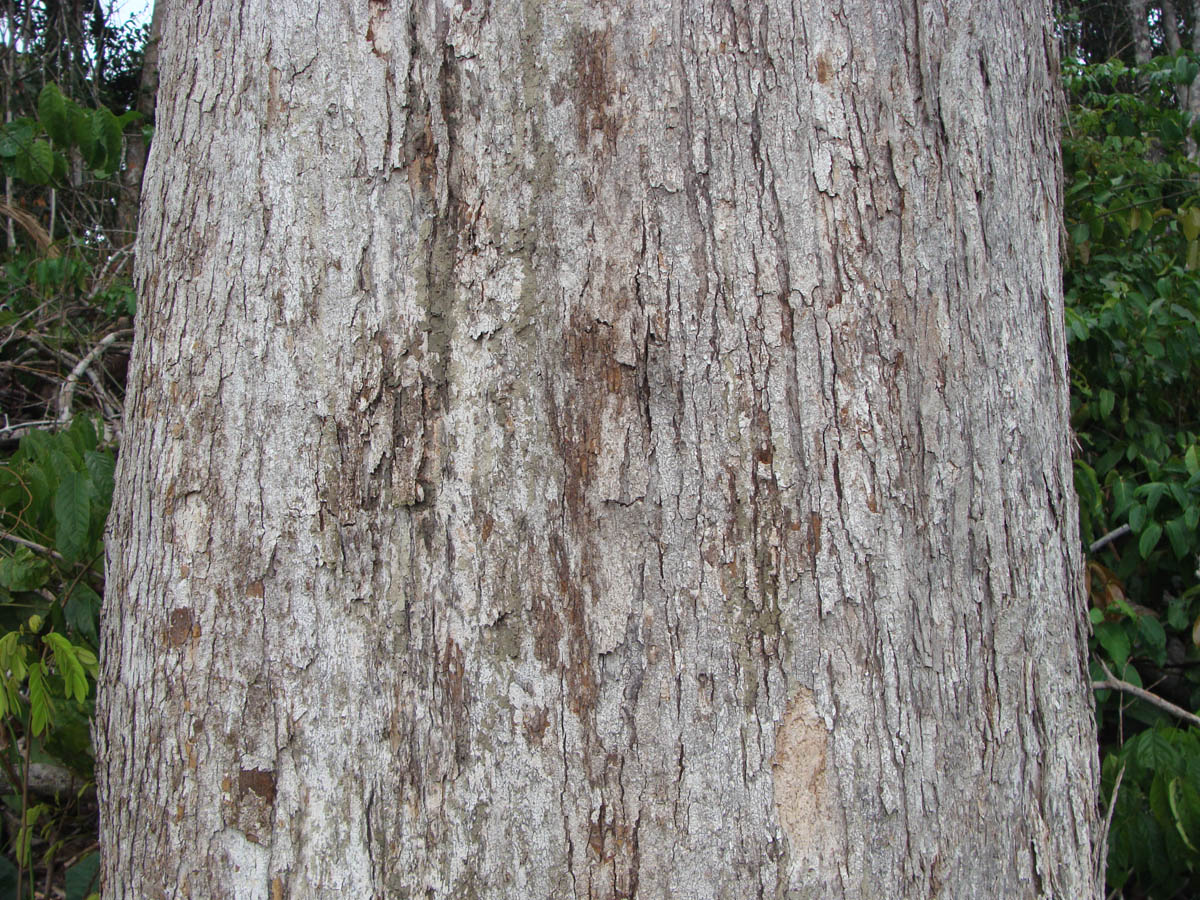 Vochysiaceae Erisma uncinatum
