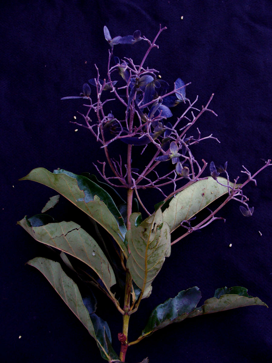Vochysiaceae Erisma uncinatum