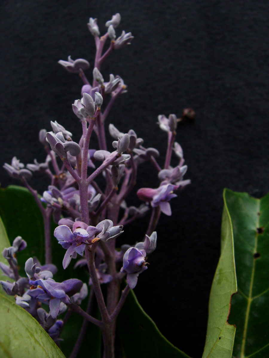 Vochysiaceae Erisma uncinatum