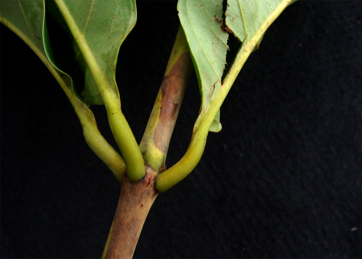 Vochysiaceae Erisma uncinatum