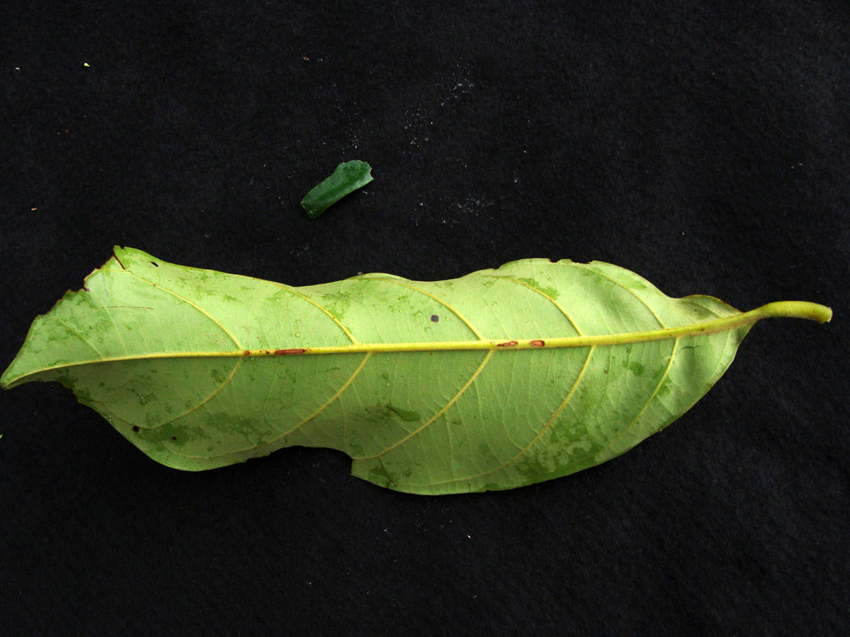 Vochysiaceae Erisma uncinatum