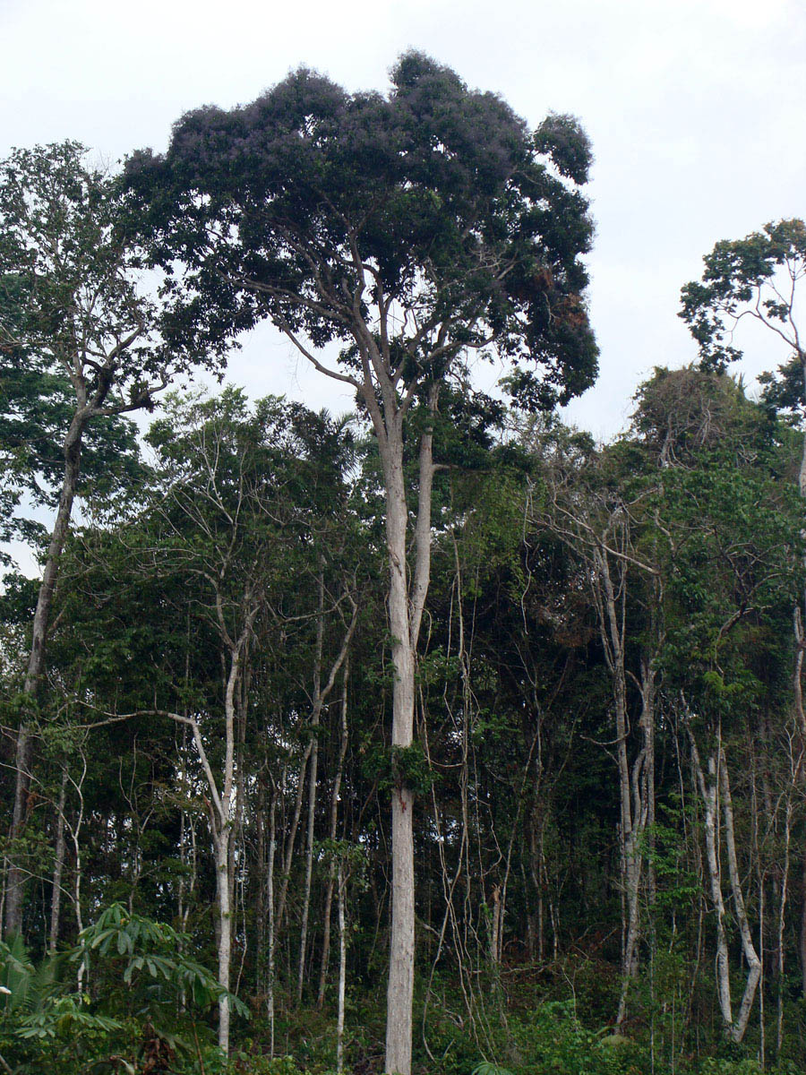 Vochysiaceae Erisma uncinatum