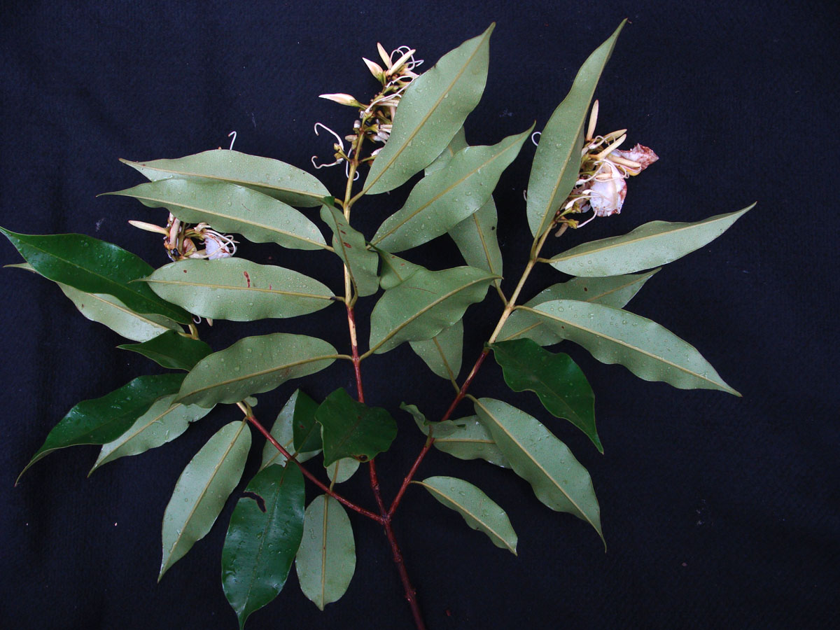 Vochysiaceae Ruizterania wittrockii