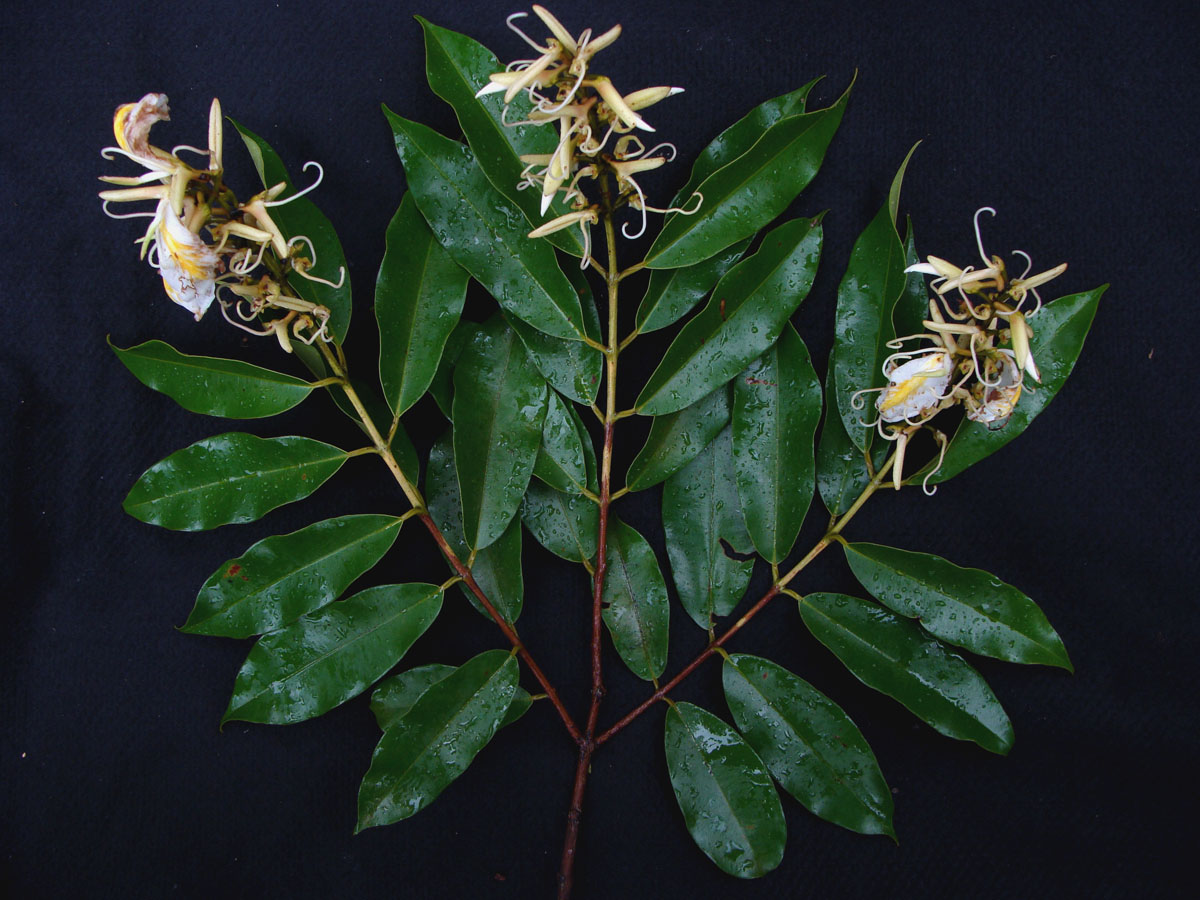 Vochysiaceae Ruizterania wittrockii
