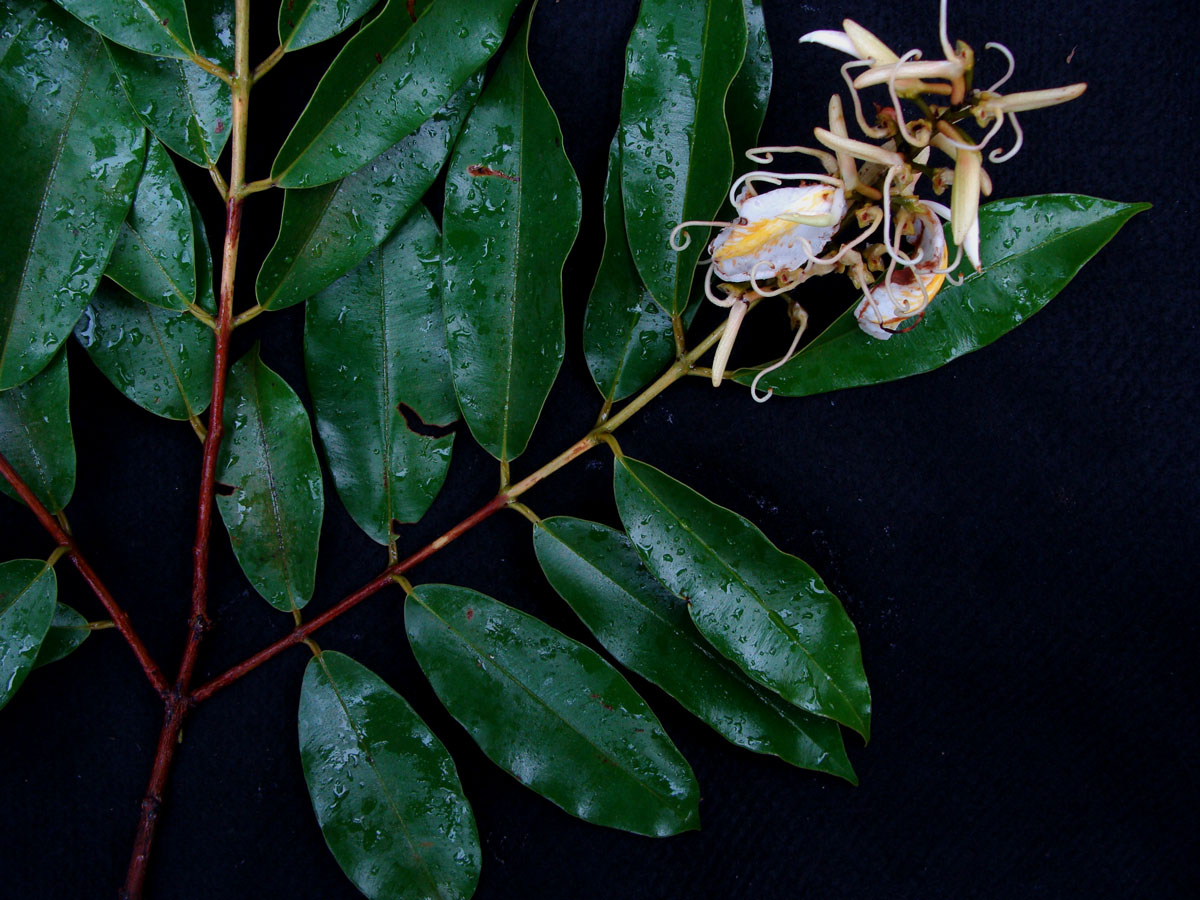 Vochysiaceae Ruizterania wittrockii