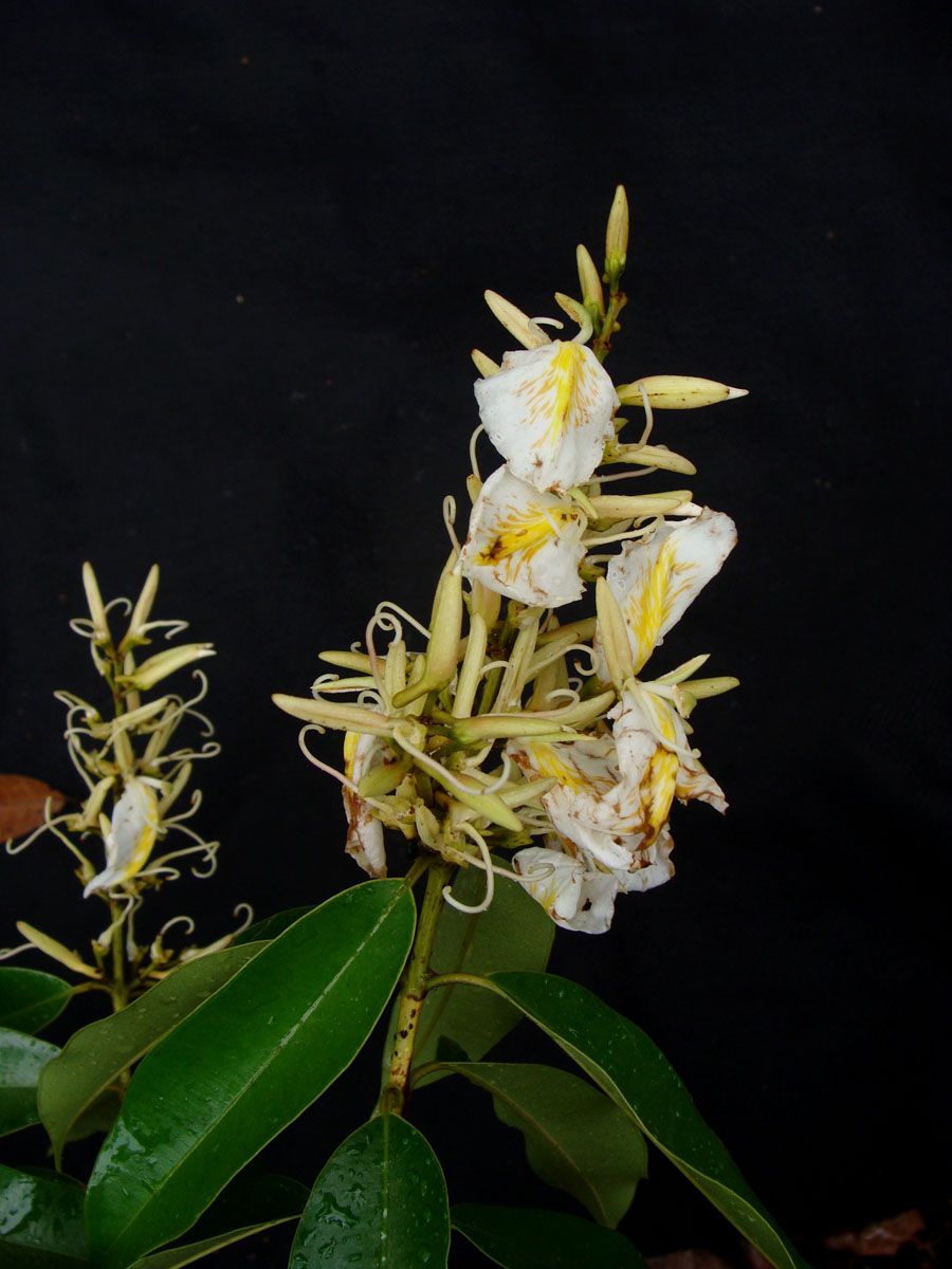 Vochysiaceae Ruizterania wittrockii