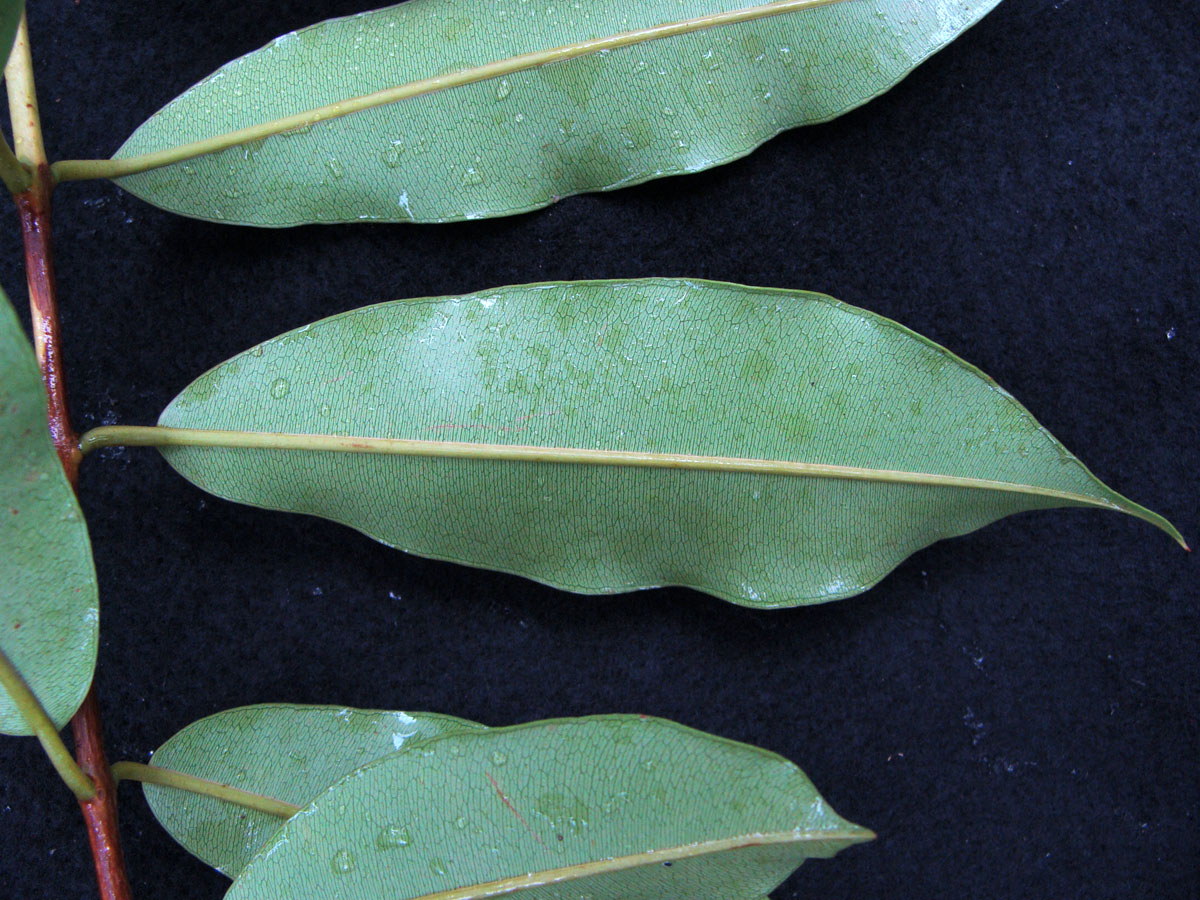 Vochysiaceae Ruizterania wittrockii