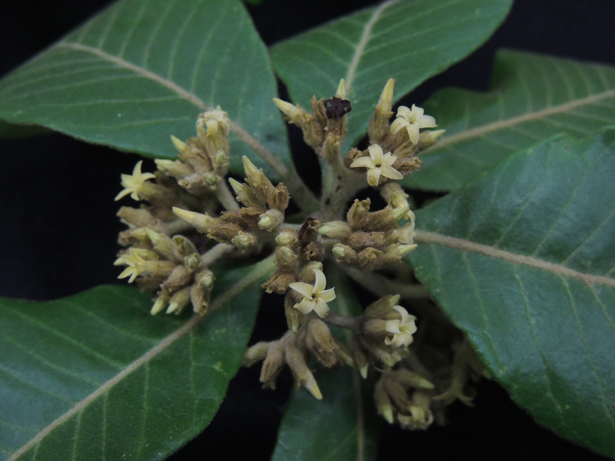 Apocynaceae Aspidosperma camporum