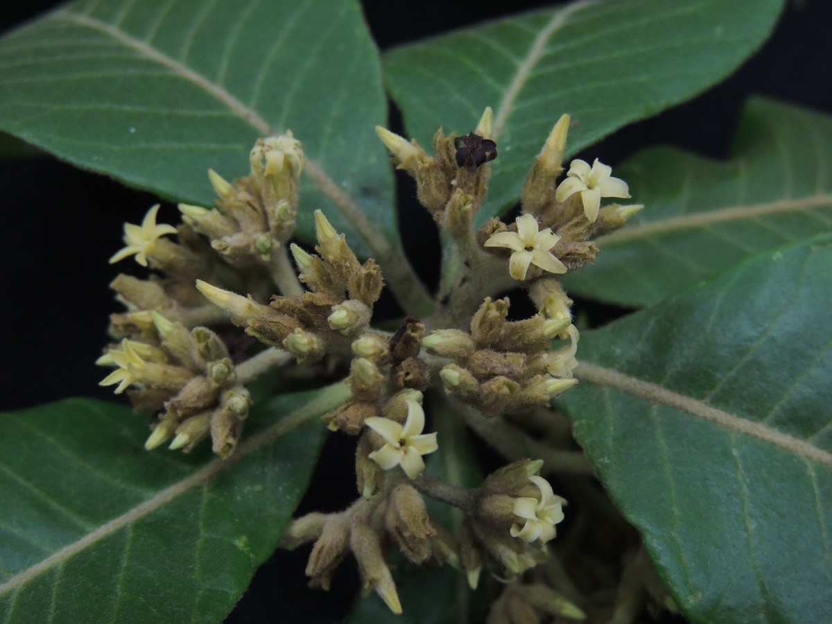 Apocynaceae Aspidosperma camporum