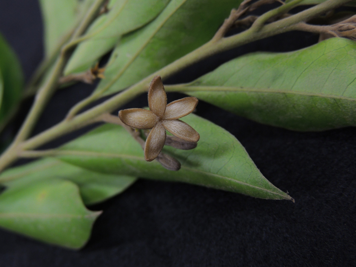 Apocynaceae Geissospermum laeve