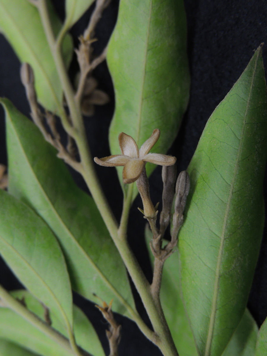 Apocynaceae Geissospermum laeve