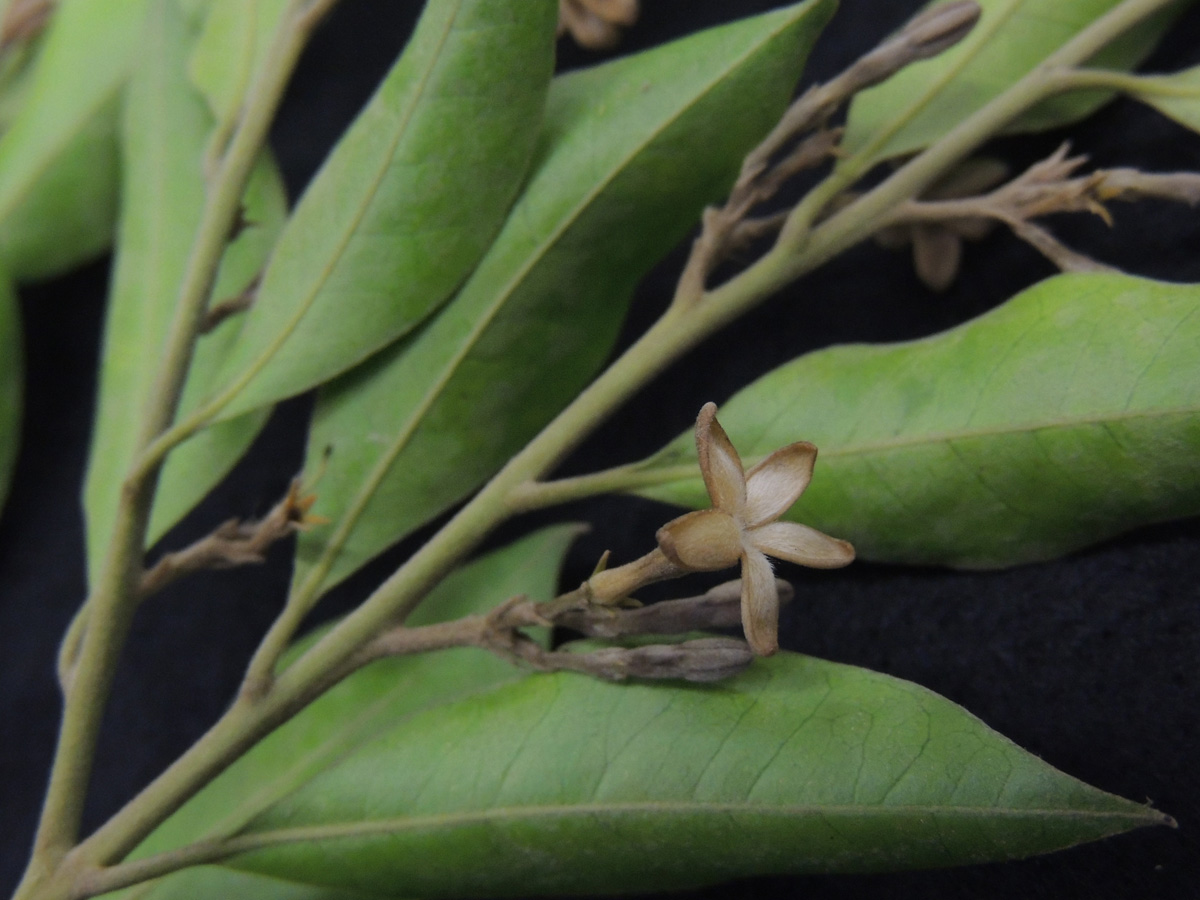Apocynaceae Geissospermum laeve
