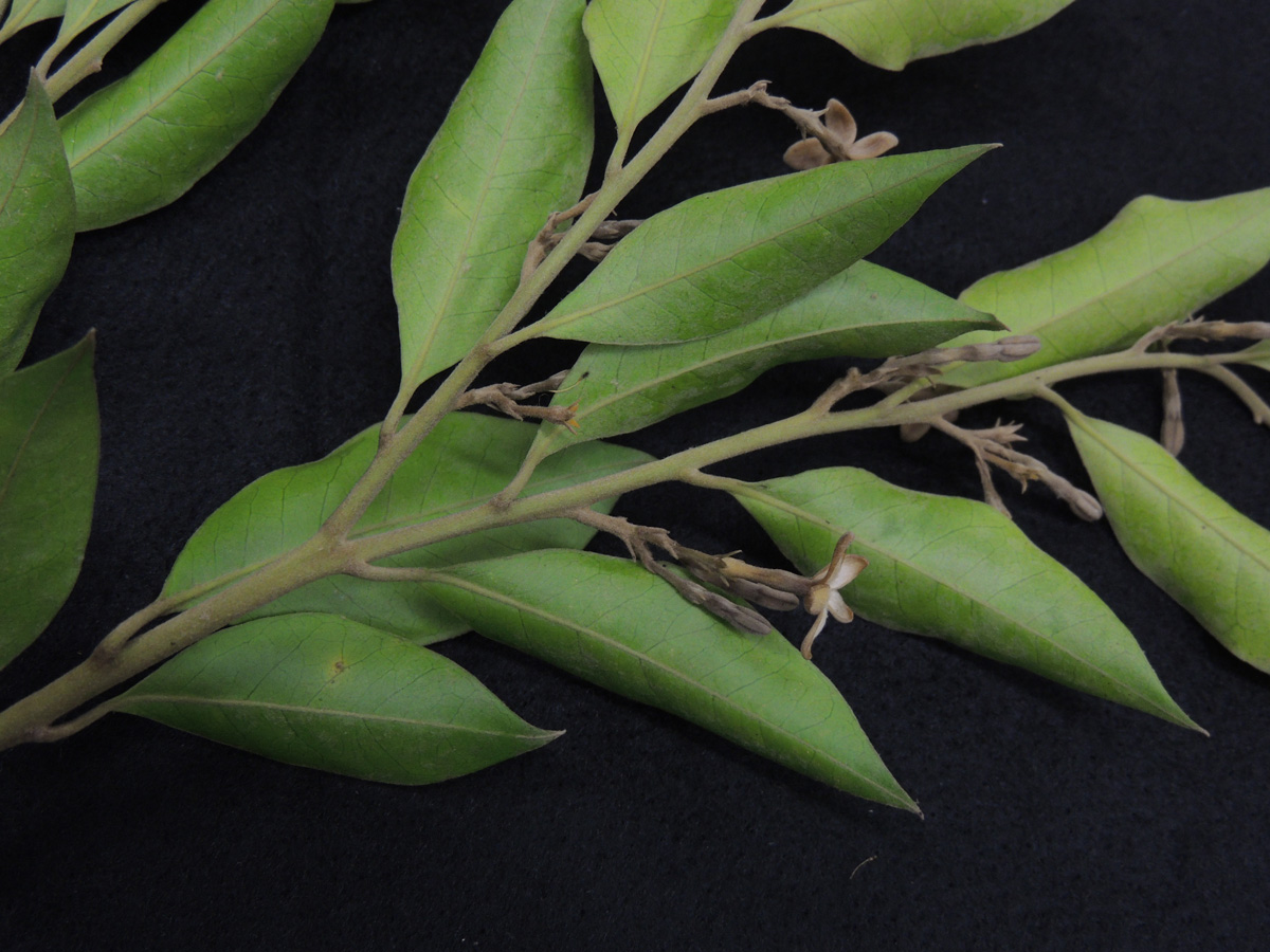 Apocynaceae Geissospermum laeve