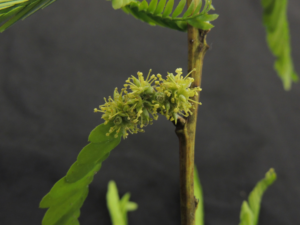 Fabaceae Holocalyx balansae